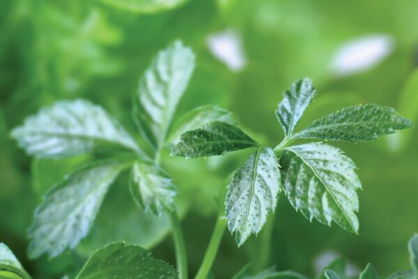 Giảo cổ lam là gì Tác dụng và cách sử dụng