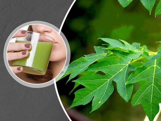 Tác dụng của lá đu đủ với sức khỏe