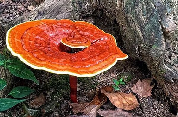 Những ai không nên uống nấm linh chi