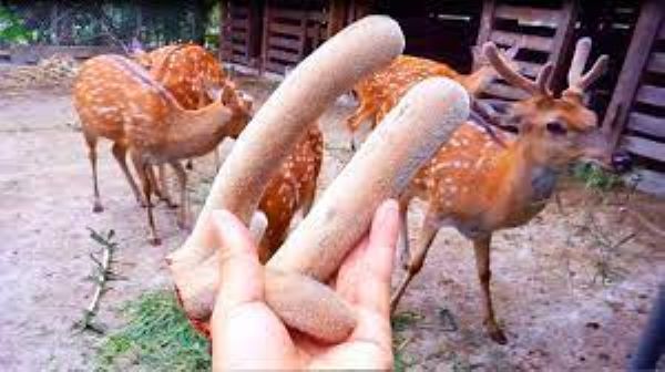 Nhung hươu là gì?