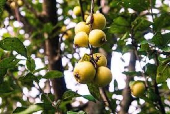 Quả táo mèo có ăn được không