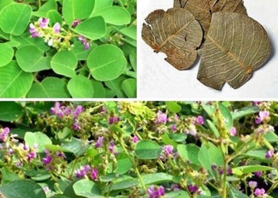 Uống kim tiền thảo có ảnh hưởng đến dạ dày không?