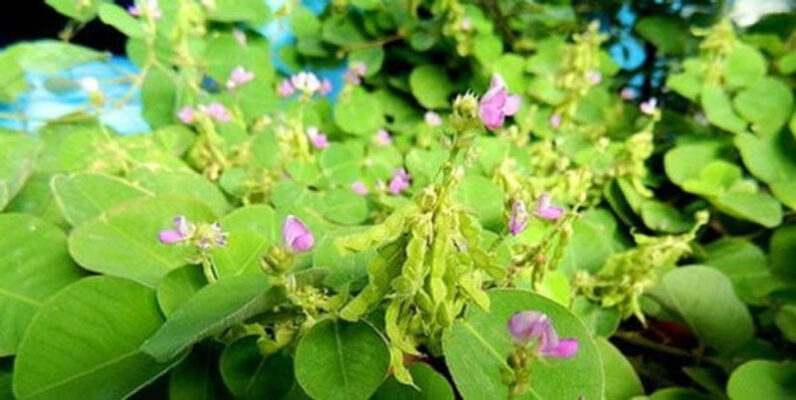 Uống kim tiền thảo trước hay sau bữa ăn