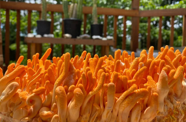 Công dụng của mật ong và đông trùng hạ thảo