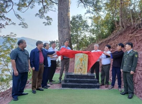 Khám phá cây Du Sam 500 tuổi - Cây di sản Việt Nam