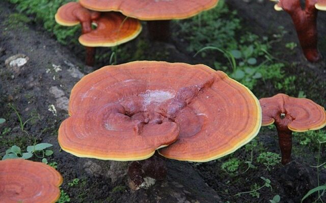 Nấm linh chi là gì: Tìm hiểu về loại nấm quý hiếm