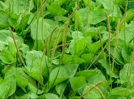 Cây mã đề là gì và tác dụng như thế nào với sức khỏe