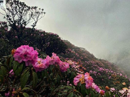 Chinh phục Putaleng mùa hoa đỗ quyên khoe sắc