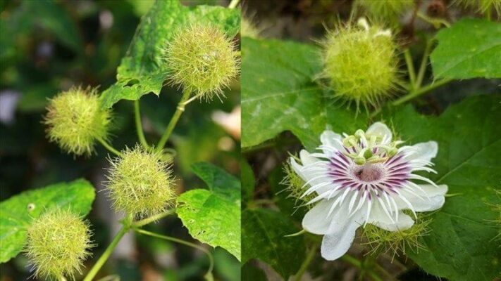 Mách bạn cách sử dụng cây lạc tiên trị mất ngủ