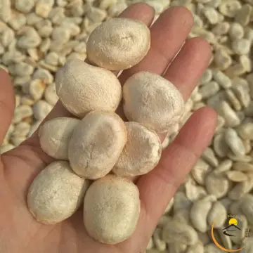 Hạt Sang trắng Tinh hoa của thiên nhiên