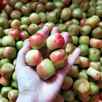 Ăn quả táo mèo có tác dụng gì?