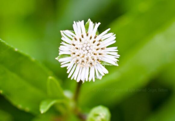 Bài thuốc chữa đau dạ dày bằng cây Nhọ nồi