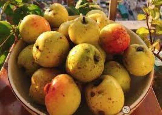 Cách ngâm nước táo mèo