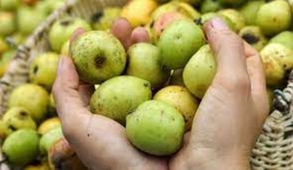 Cách ngâm quả táo mèo với đường