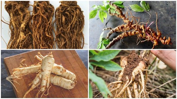 Cách sử dụng sâm đương quy ngâm mật ong