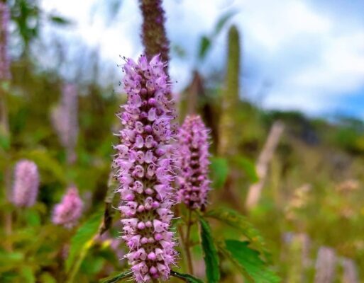 Cây Bạc Hà Hà Giang