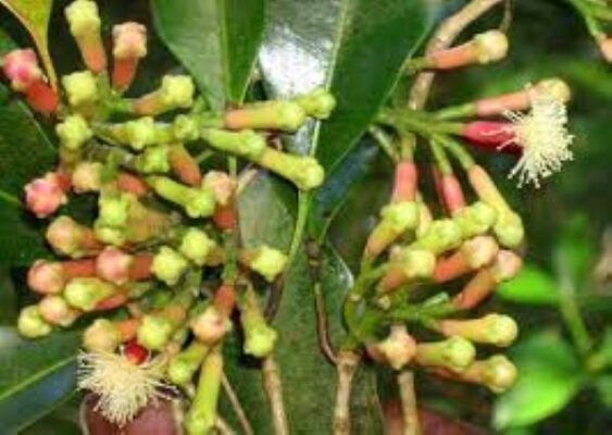 Bài thuốc trị đau dạ dày