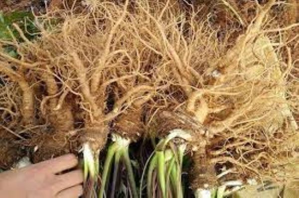 Dược liệu Tây Bắc