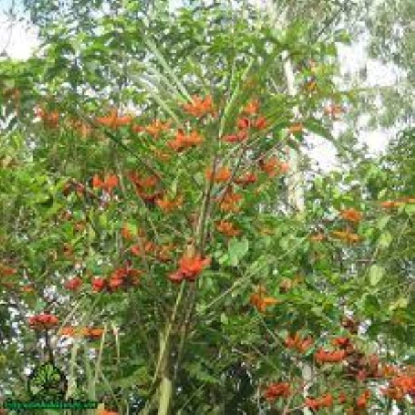 Cây hạt Sang