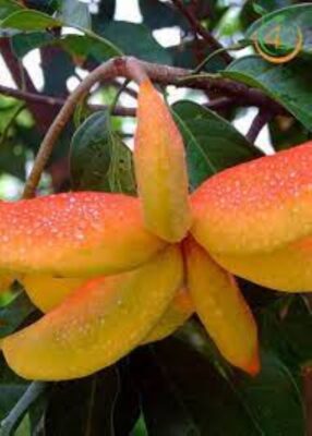 Hạt Sang chữa bệnh