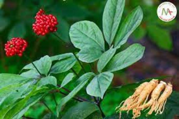 Bài thuốc trị đau dạ dày