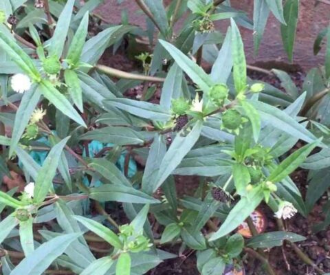 Cây nhọ nồi chữa đau dạ dày như thế nào?