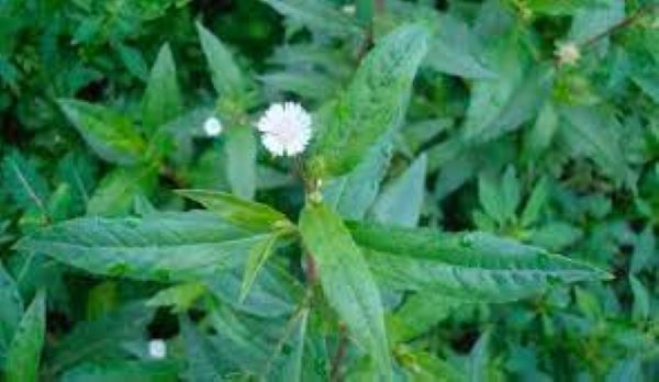 Chữa bệnh đau dạ dày bằng cây nhọ nồi