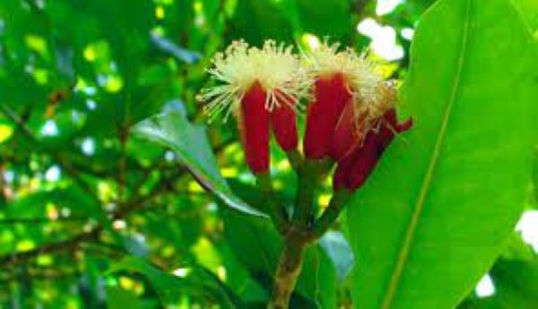 Cây thuốc nam trị đau dạ dày