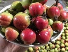 Công dụng của nước táo mèo