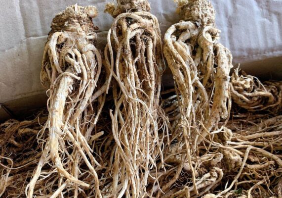 Cách sử dụng Đương quy ngâm mật ong