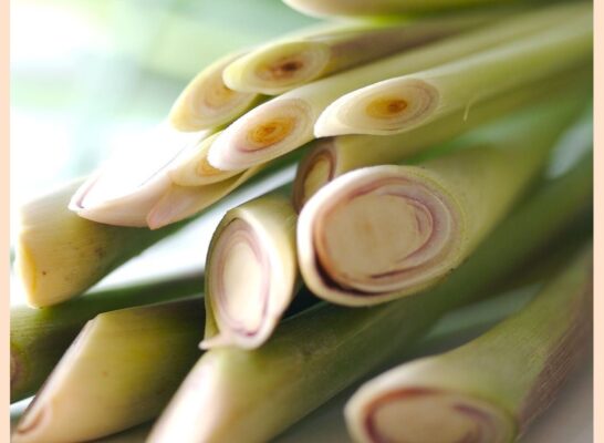 Bài thuốc từ củ Sả