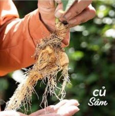 Địa điểm bán Sâm Lai Châu