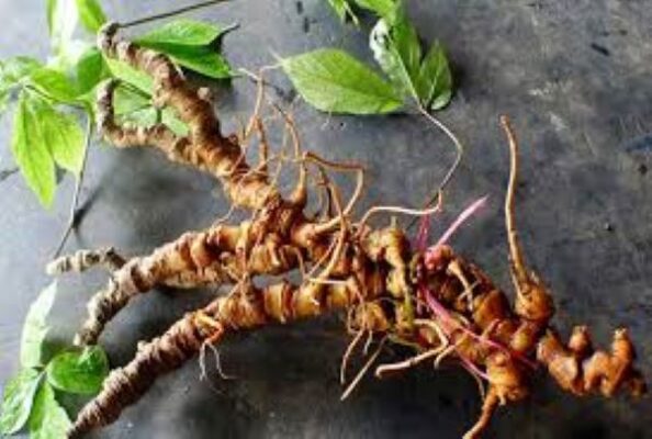 Địa điểm bán Sâm Lai Châu