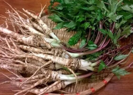 Cách sử dụng Đương quy ngâm mật ong Cách sử dụng Đương quy ngâm mật ong