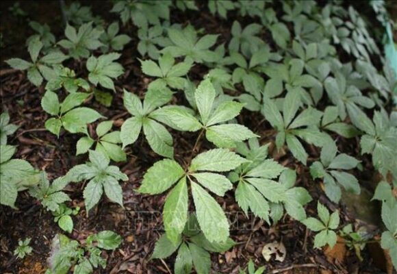 Giá bán sâm Lai Châu