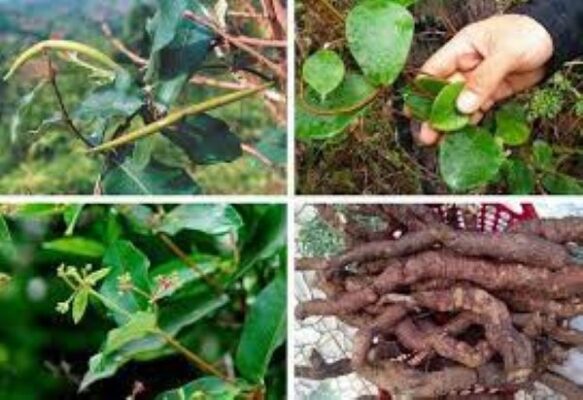 Cách chữa bạc tóc