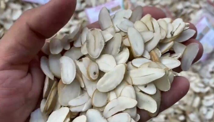 Hạt Sang có tác dụng gì?