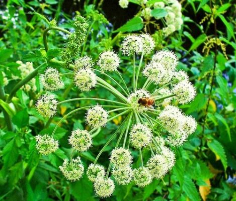 Tác dụng của Sâm đương quy ngâm mật ong