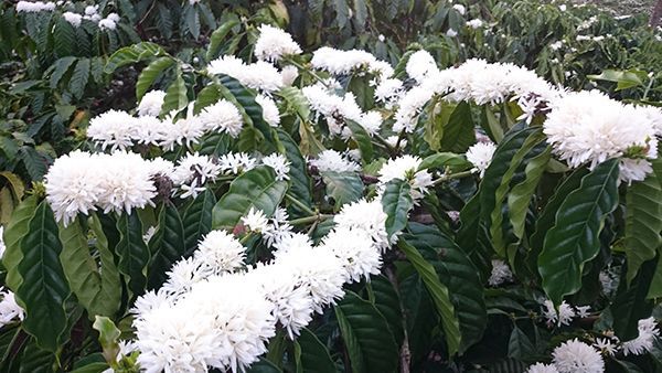 Mật ong hoa cà phê