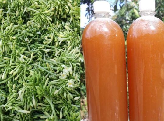 Mật ong hoa đu đủ đực