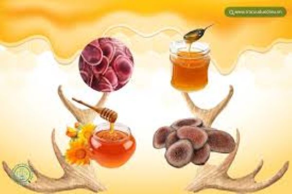 Cách sử dụng Nhung hươu để tăng cân