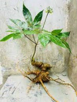 Cách nhận biết củ Sâm Lai Châu