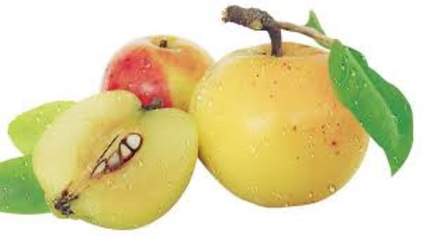 Quả táo mèo có tác dụng gì