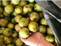 Mùa quả táo mèo Tây Bắc