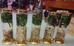 Tác dụng của rượu ngâm Sâm Đương