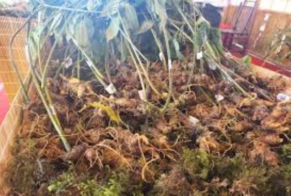 Sâm Ngọc Linh Lai Châu