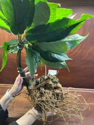 Cách sử dụng sâm Lai Châu