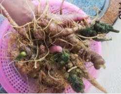 Địa điểm bán Sâm Lai Châu
