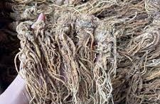 Sâm đương quy khô