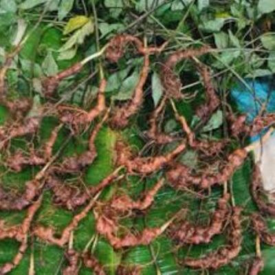 Địa điểm bán Sâm Lai Châu